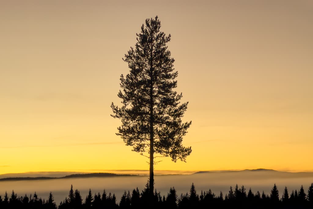 Ensam gran i vintersolnedgång, Björnrike, Sverige, Härjedalen