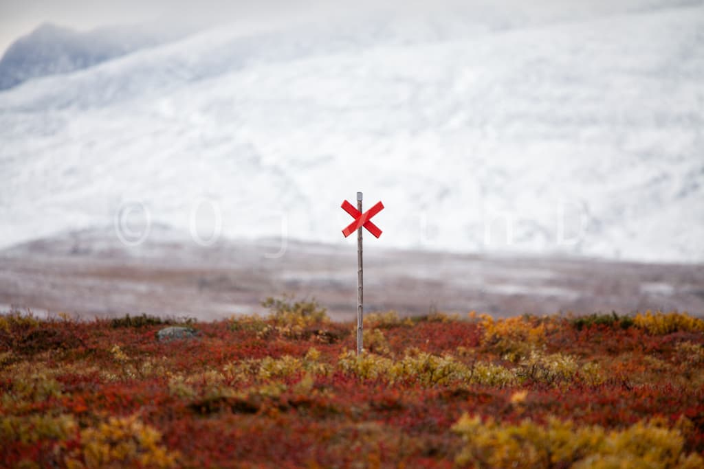 Ledkryss, höstfärger och snötäckta fjäll, Jämtland, Sverige