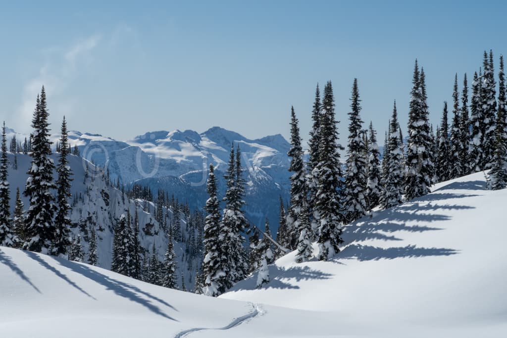 Snötäckta granar, Revelstoke, BC, Kanada