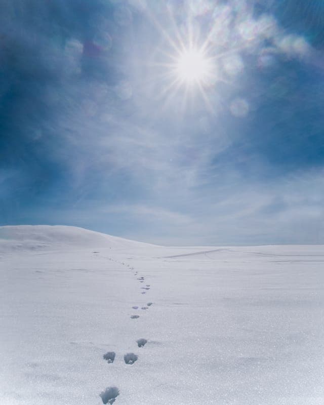 Footprints in the Snow: A Journey into the Unknown, Funäsfjällen, Sweden